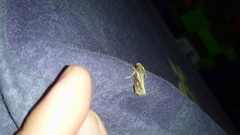 Lepidoptera