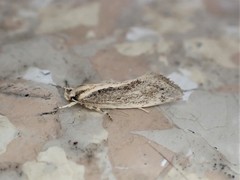 Tingena chloradelpha