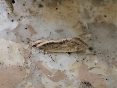 Tingena chloradelpha