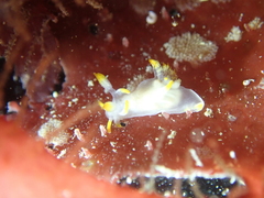 Trapania tartanella