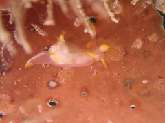 Trapania tartanella