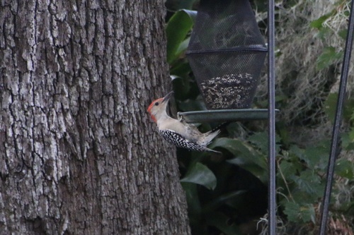 Melanerpes image