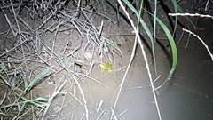 Pelophylax chosenicus