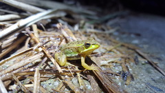 Pelophylax chosenicus