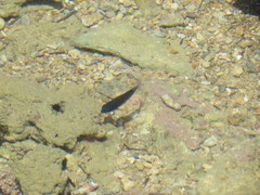 Stegastes fuscus