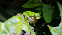 Hyla japonica