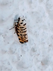 Tarache idella
