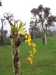 Cyrtochilum macranthum