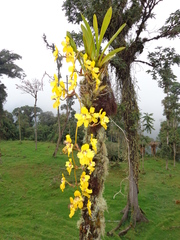 Cyrtochilum macranthum