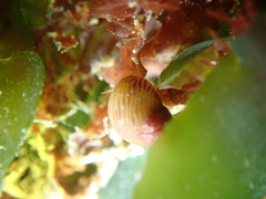 Tricolia pullus