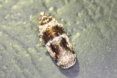 Catonia texana
