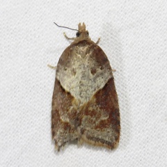 Acleris celiana