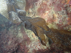 Undaria pinnatifida