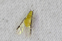 Monellia caryella