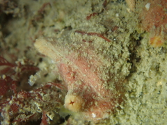 Polycarpa scuba