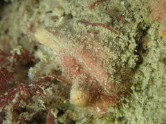 Polycarpa scuba