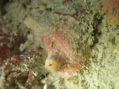 Polycarpa scuba