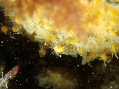 Tethya citrina
