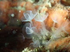 Phoronis