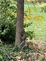 Sciurus carolinensis