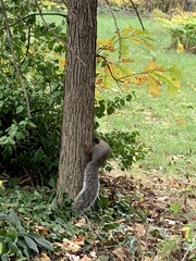 Sciurus carolinensis
