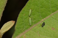 Draeculacephala soluta