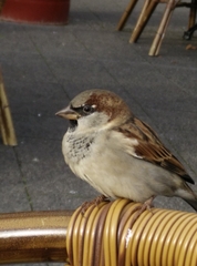 Passer domesticus