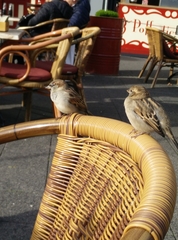Passer domesticus