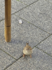 Passer domesticus