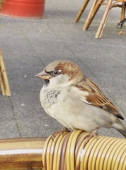 Passer domesticus