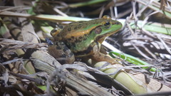 Pelophylax chosenicus