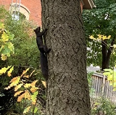 Sciurus carolinensis