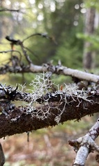 Pseudevernia cladonia