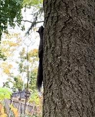 Sciurus carolinensis