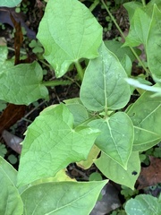 Mirabilis longiflora
