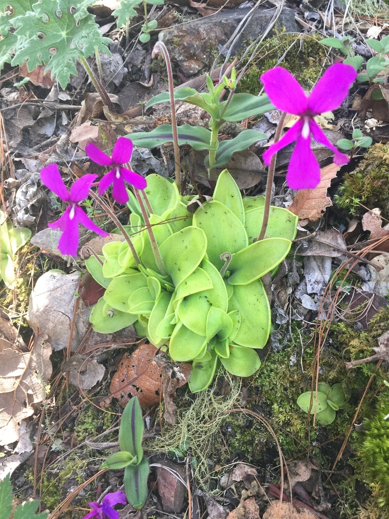 Butterworts (Lentibulariaceae (Bladderwort) of the Pacific Northwest