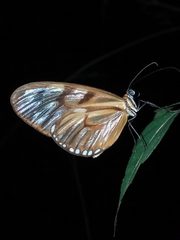 Athesis clearista