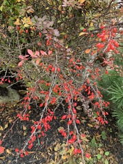 Berberis thunbergii