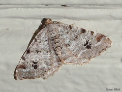 Macaria pinistrobata