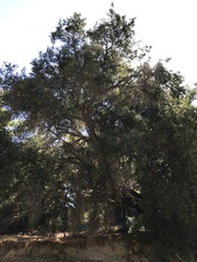 Quercus agrifolia oxyadenia