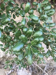 Quercus agrifolia oxyadenia