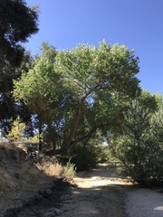 Populus fremontii fremontii