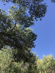 Populus fremontii fremontii