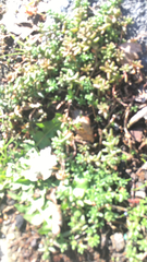 Magnoliopsida