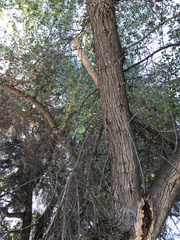 Populus fremontii fremontii