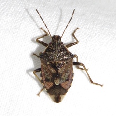 Podisus serieventris