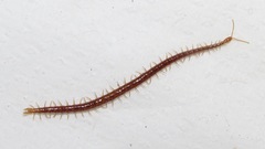 Strigamia branneri