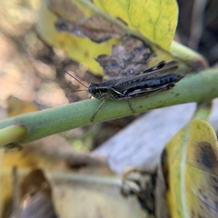 Melanoplus sanguinipes