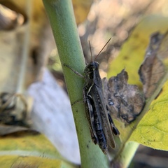 Melanoplus sanguinipes