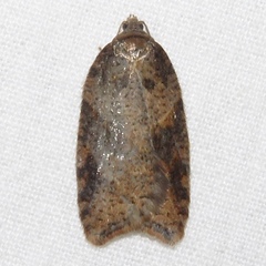 Acleris maccana